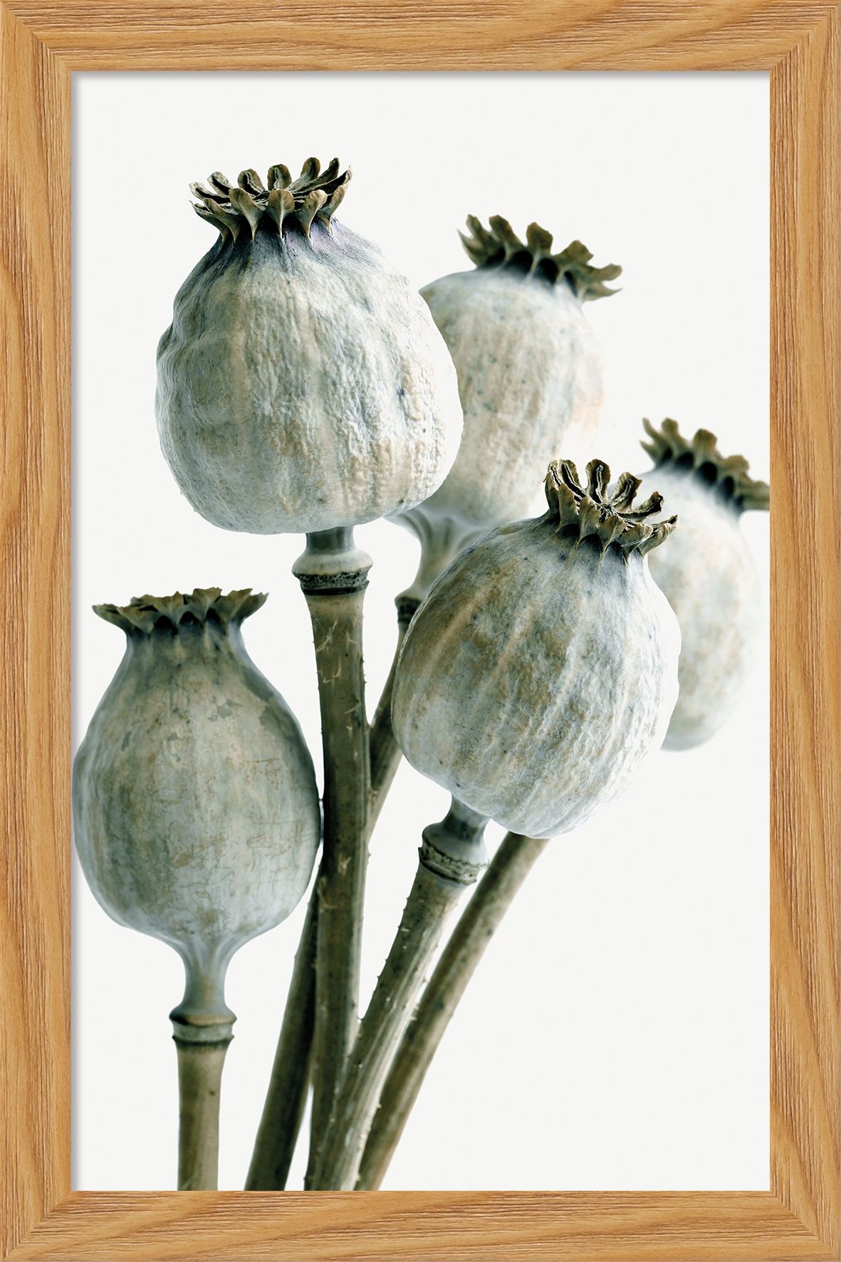 DECOPOSTER OAK DP07 - catalogo
