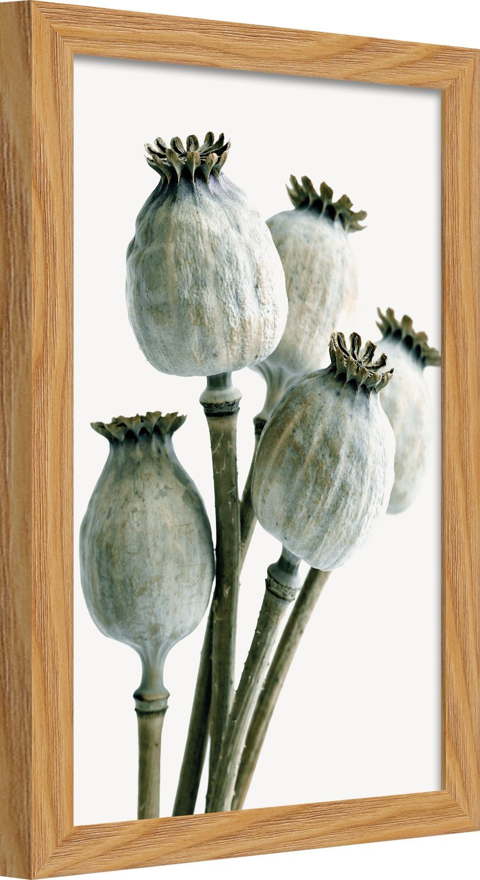 DECOPOSTER OAK DP07 - laterale