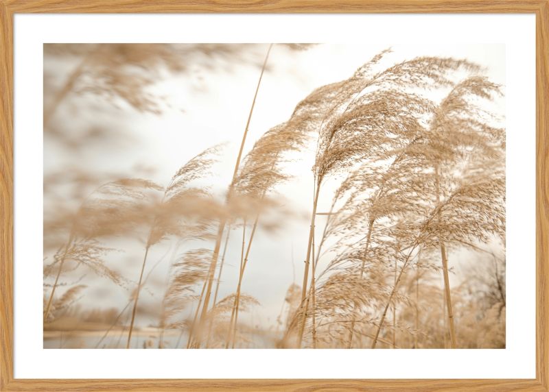 DECOPOSTER OAK DP64 - catalogo