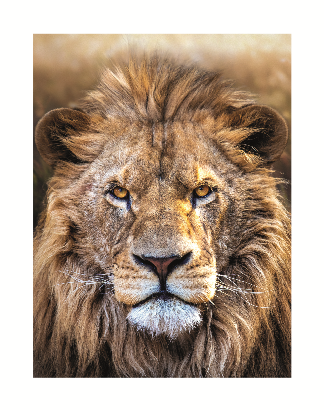 6340/01 INT.37,8X47,8-EST.40X50 + DP. 167_3747 - frontale