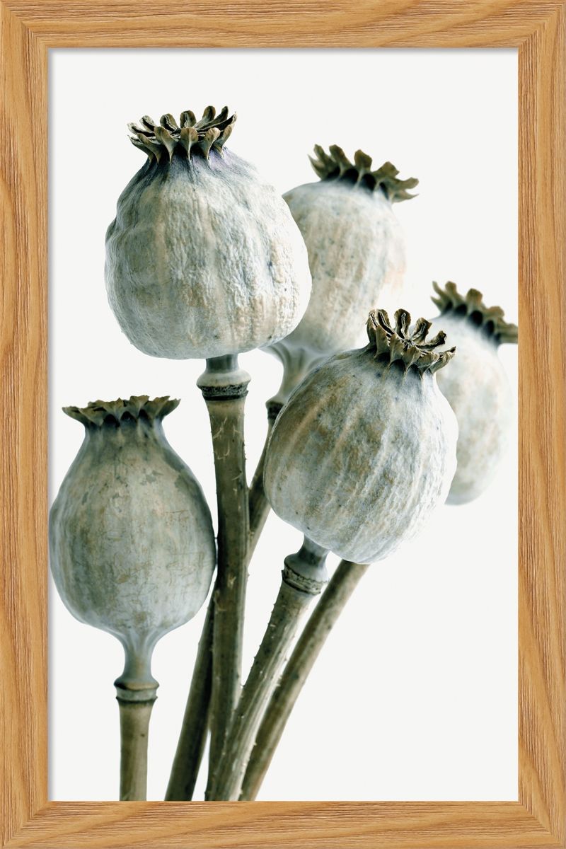 DECOPOSTER OAK DP07 - catalogo