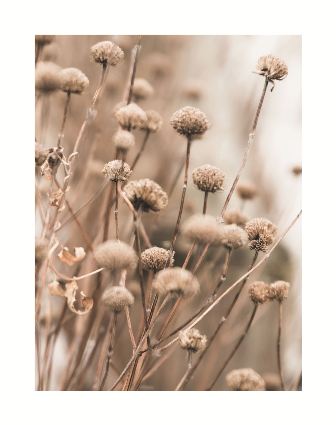 DECOPOSTER OAK DP54 - frontale
