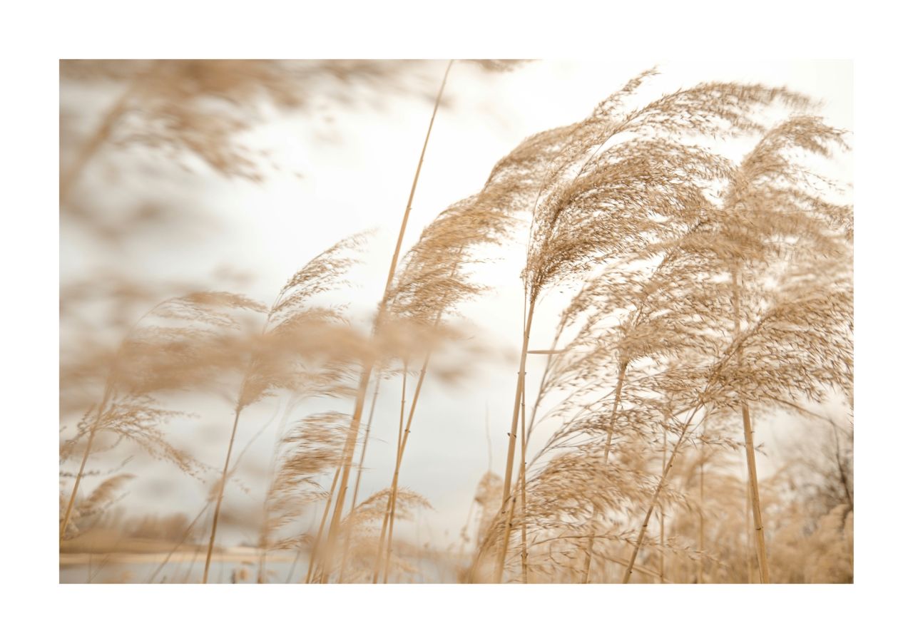 DECOPOSTER OAK DP64 - frontale