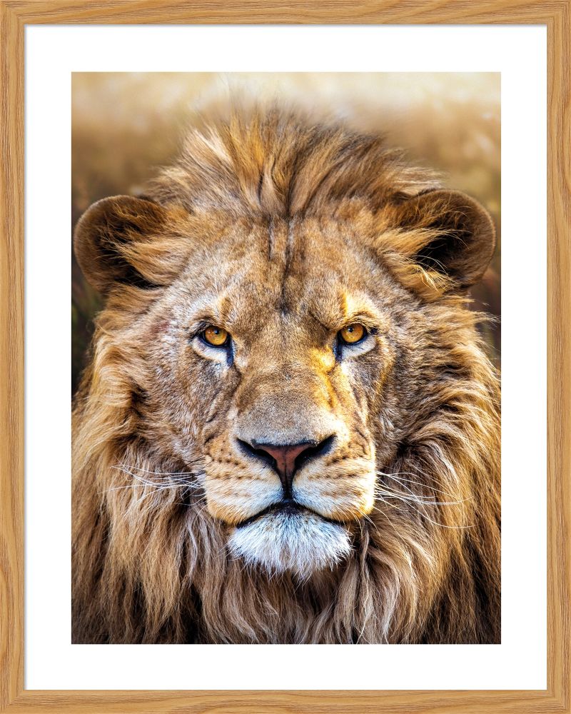DECOPOSTER OAK DPG7 - catalogo