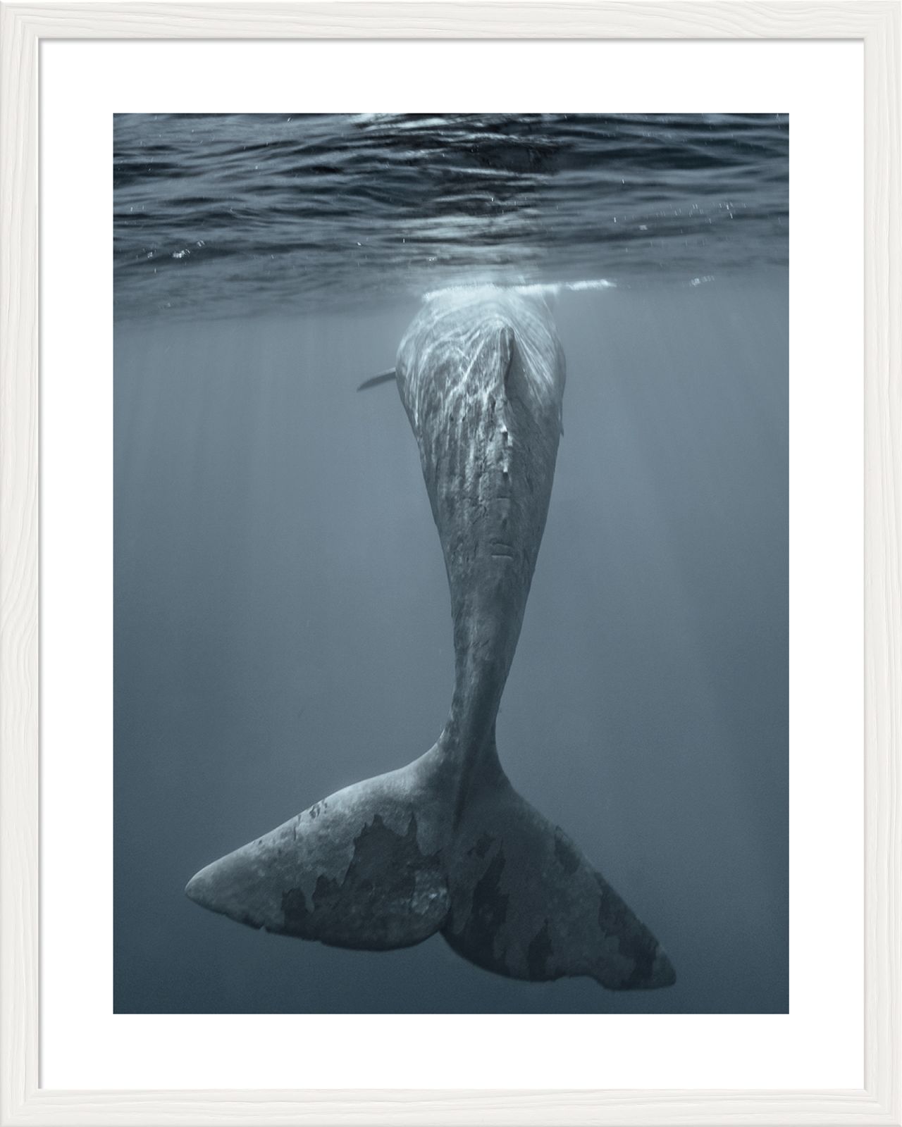 DECOPOSTER WHITE DPH5 - catalogo