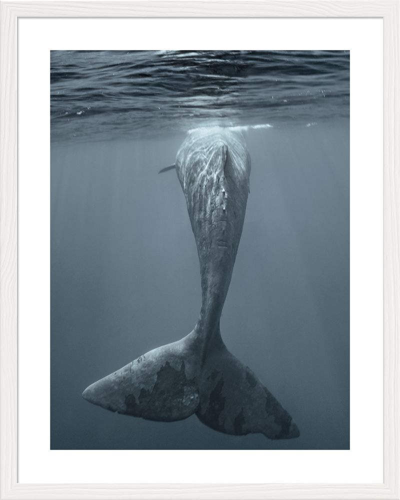 DECOPOSTER WHITE DPH5 - catalogo